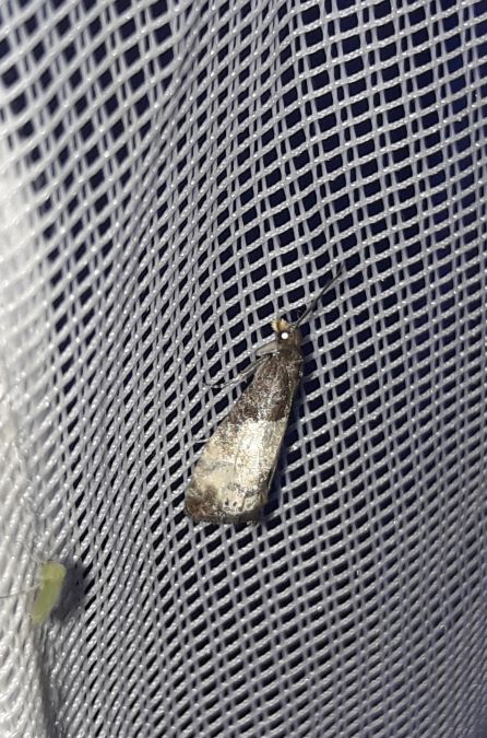 Notocelia cynosbatella  - Sylvain Lethuillier