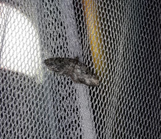 Eupithecia tantillaria  - Sylvain Lethuillier