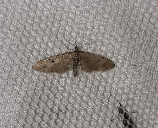 Eupithecia lanceata  - Sylvain Lethuillier
