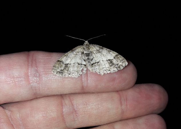 Paradarisa consonaria  - Sylvain Lethuillier