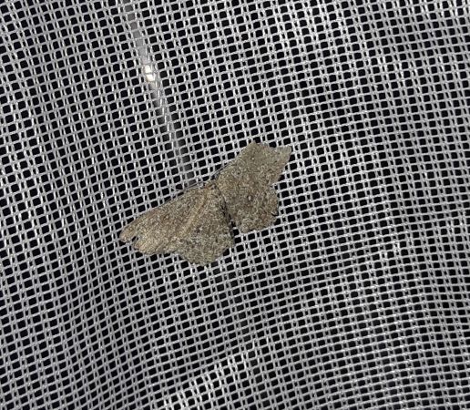Cyclophora pendularia  - Sylvain Lethuillier