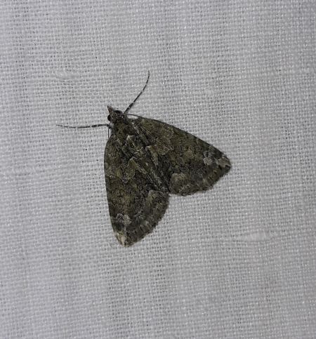 Chloroclysta siterata  - Sylvain Lethuillier