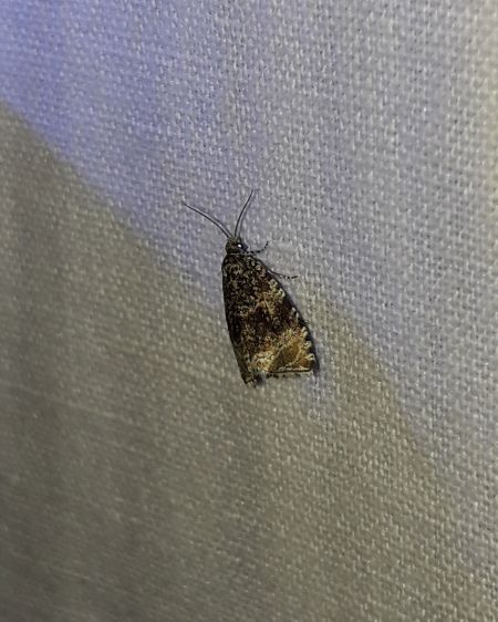 Celypha lacunana  - Sylvain Lethuillier