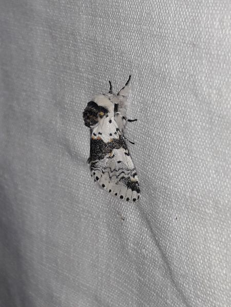 Harpye bicuspide  - Sylvain Lethuillier