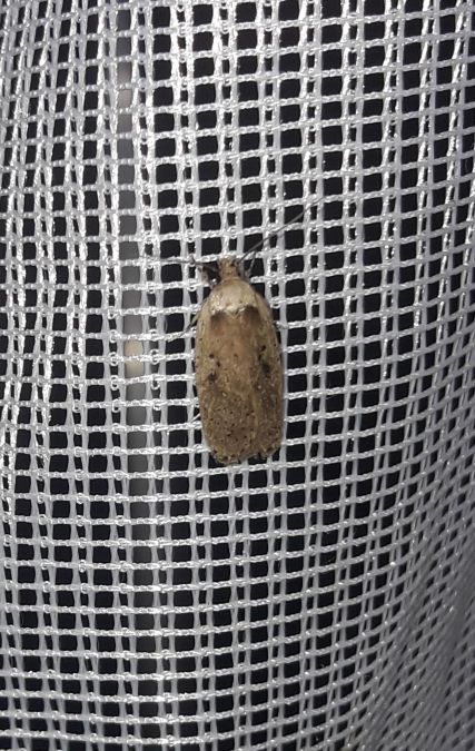 Agonopterix arenella  - Sylvain Lethuillier