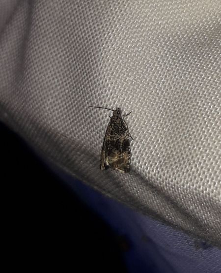 Celypha lacunana  - Sylvain Lethuillier