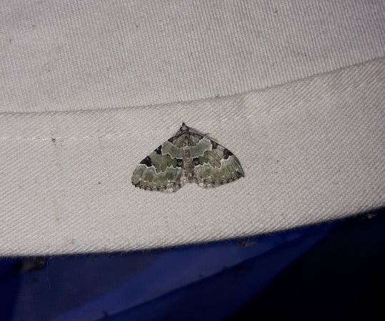Colostygia pectinataria  - Sylvain Lethuillier