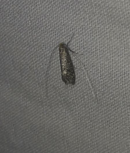 Nematopogon sp.  - Sylvain Lethuillier