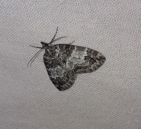 Hydriomena impluviata  - Sylvain Lethuillier