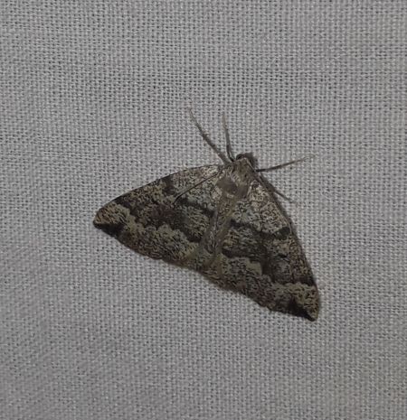Pungeleria capreolaria  - Sylvain Lethuillier