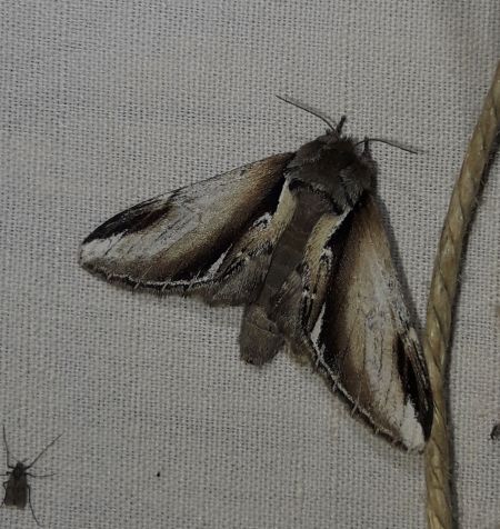 Bombyx dyctéoïde (Faïence)  - Sylvain Lethuillier