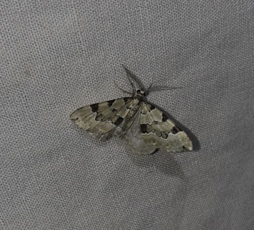 Colostygia pectinataria  - Sylvain Lethuillier