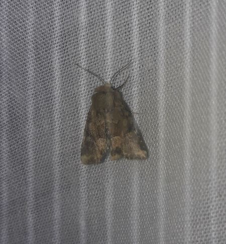 Mesoligia furuncula  - Sylvain Lethuillier