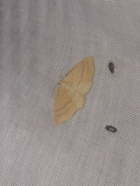 Cyclophora linearia  - Sylvain Lethuillier