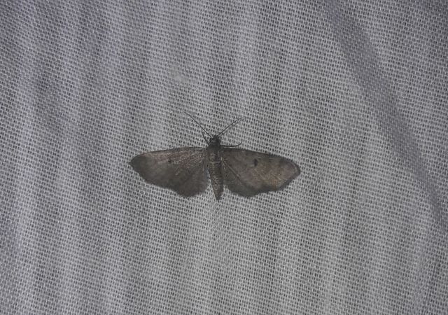 Eupithecia virgaureata  - Sylvain Lethuillier