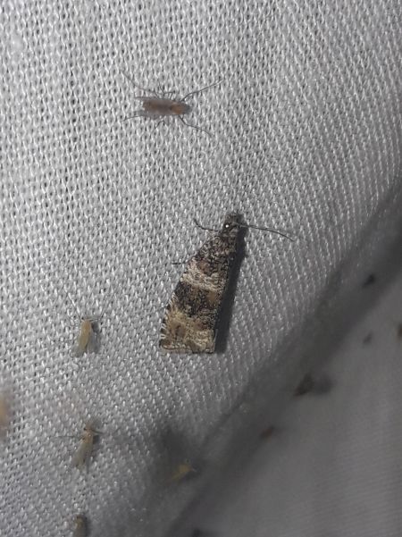 Celypha lacunana  - Sylvain Lethuillier