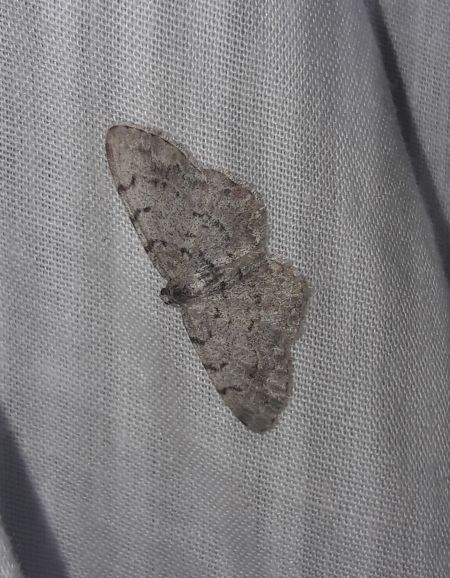 Aethalura punctulata  - Sylvain Lethuillier