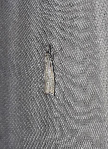 Crambus lathoniellus  - Sylvain Lethuillier