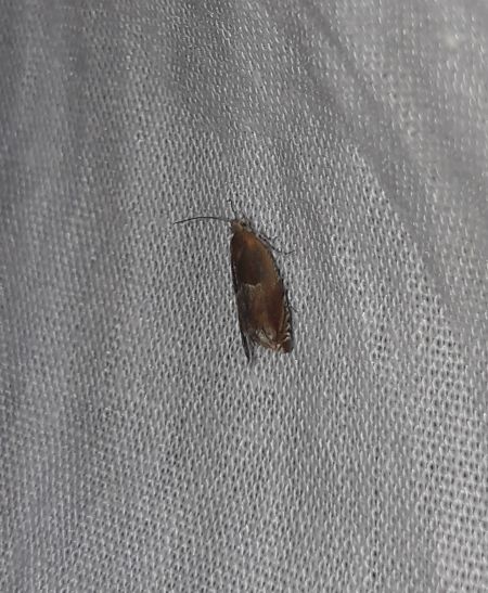 Epinotia tenerana  - Sylvain Lethuillier