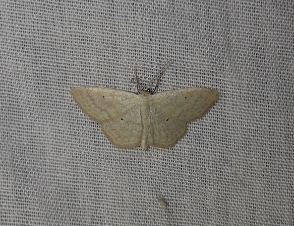 Idaea straminata  - Sylvain Lethuillier
