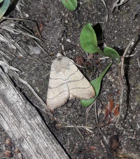 Charanyca trigrammica  - Sylvain Lethuillier