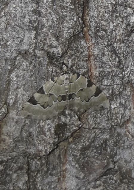 Colostygia pectinataria  - Sylvain Lethuillier