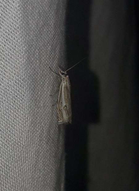 Crambus lathoniellus  - Sylvain Lethuillier