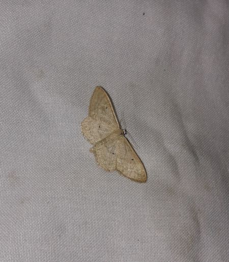 Scopula immutata  - Sylvain Lethuillier
