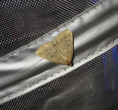 Zanclognatha lunalis  - Sylvain Lethuillier