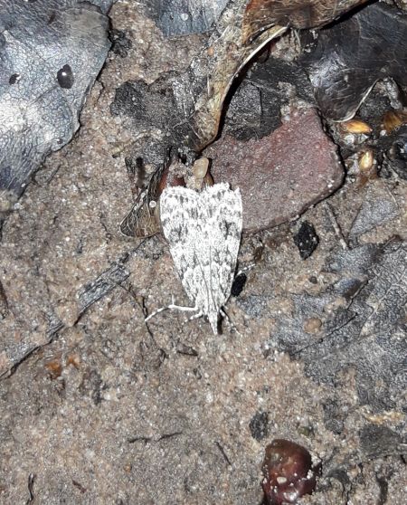Eudonia mercurella  - Sylvain Lethuillier