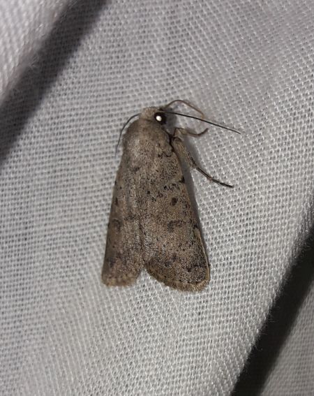 Hoplodrina respersa  - Sylvain Lethuillier