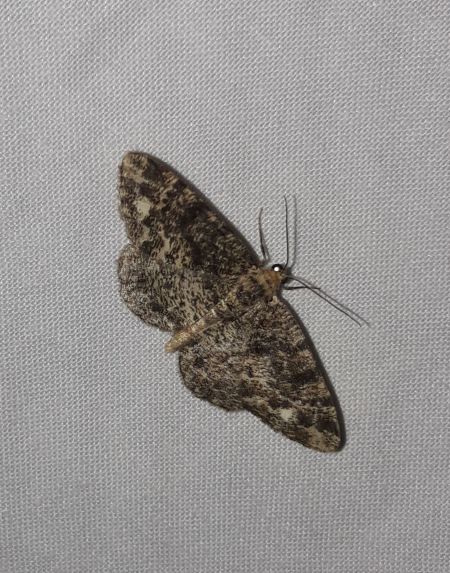 Parectropis similaria  - Sylvain Lethuillier