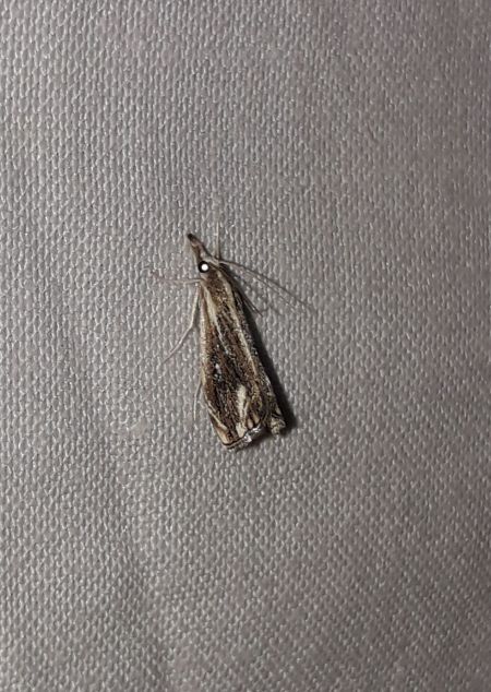 Catoptria verellus  - Sylvain Lethuillier