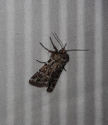 Lycophotia porphyrea  - Sylvain Lethuillier