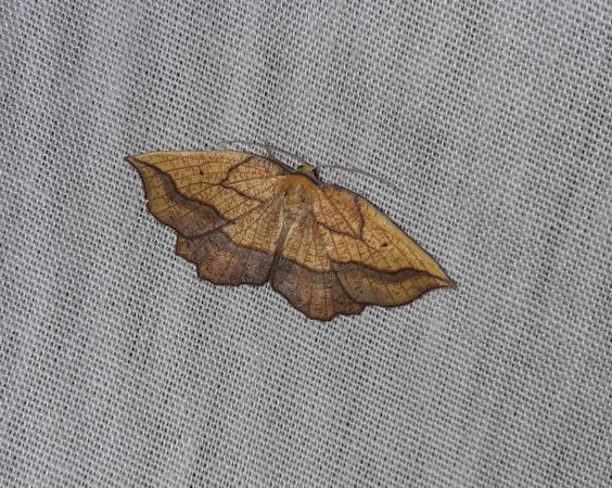 Epione repandaria  - Sylvain Lethuillier