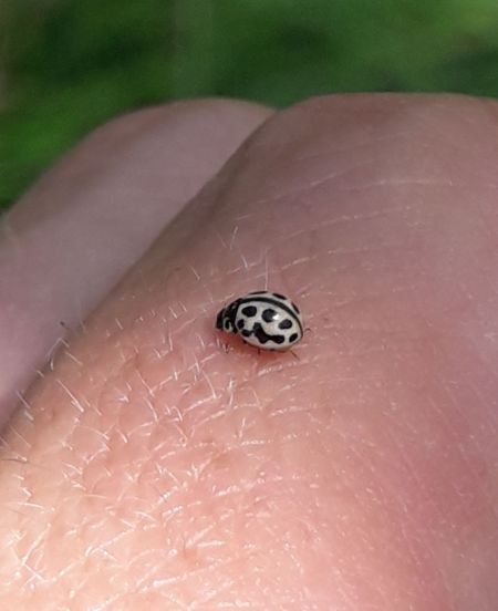 Coccinelle à seize points  - Sylvain Lethuillier