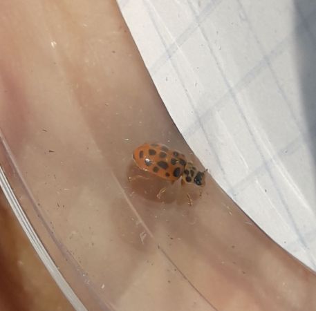 Anisosticta novemdecimpunctata  - Sylvain Lethuillier