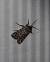 Lycophotia porphyrea  - Sylvain Lethuillier