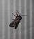 Lycophotia porphyrea  - Sylvain Lethuillier