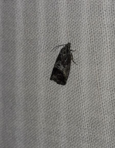 Cydia splendana  - Sylvain Lethuillier