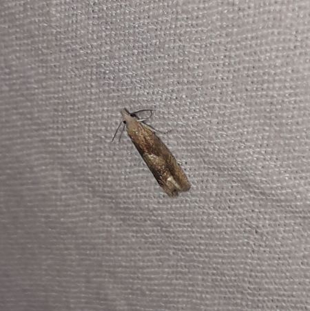 Eucosma conterminana  - Sylvain Lethuillier