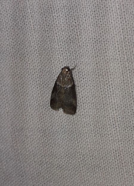 Acrobasis tumidana  - Sylvain Lethuillier