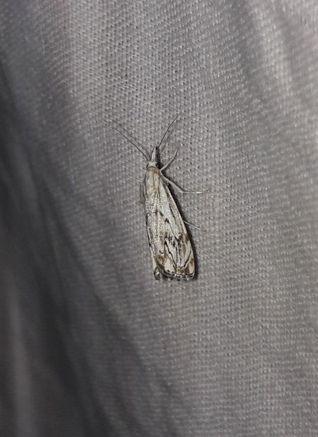 Catoptria falsella  - Sylvain Lethuillier