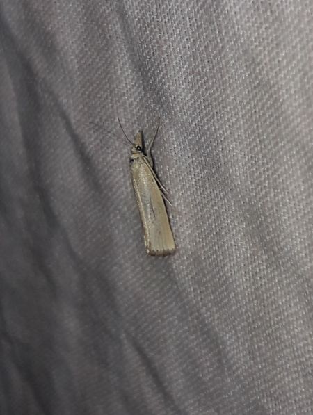 Crambus perlé  - Sylvain Lethuillier