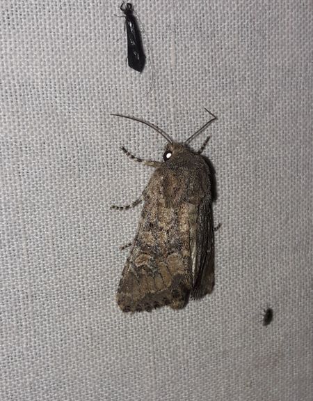 Luperina testacea  - Sylvain Lethuillier