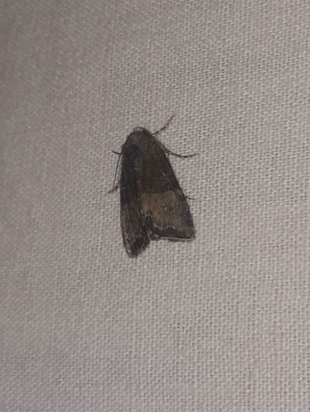 Mesoligia furuncula  - Sylvain Lethuillier