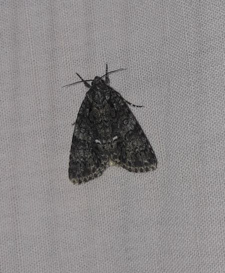 Noctuelle de la patience  - Sylvain Lethuillier