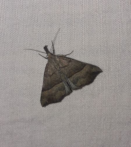 Noctuelle à museau  - Sylvain Lethuillier