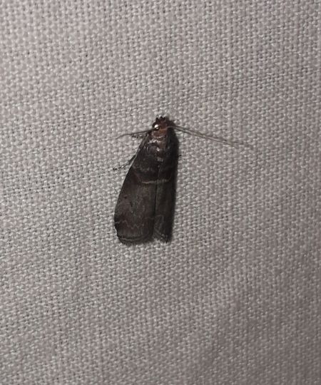 Acrobasis advenella  - Sylvain Lethuillier