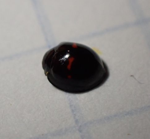 Coccinelle des bruyères  - Sylvain Lethuillier